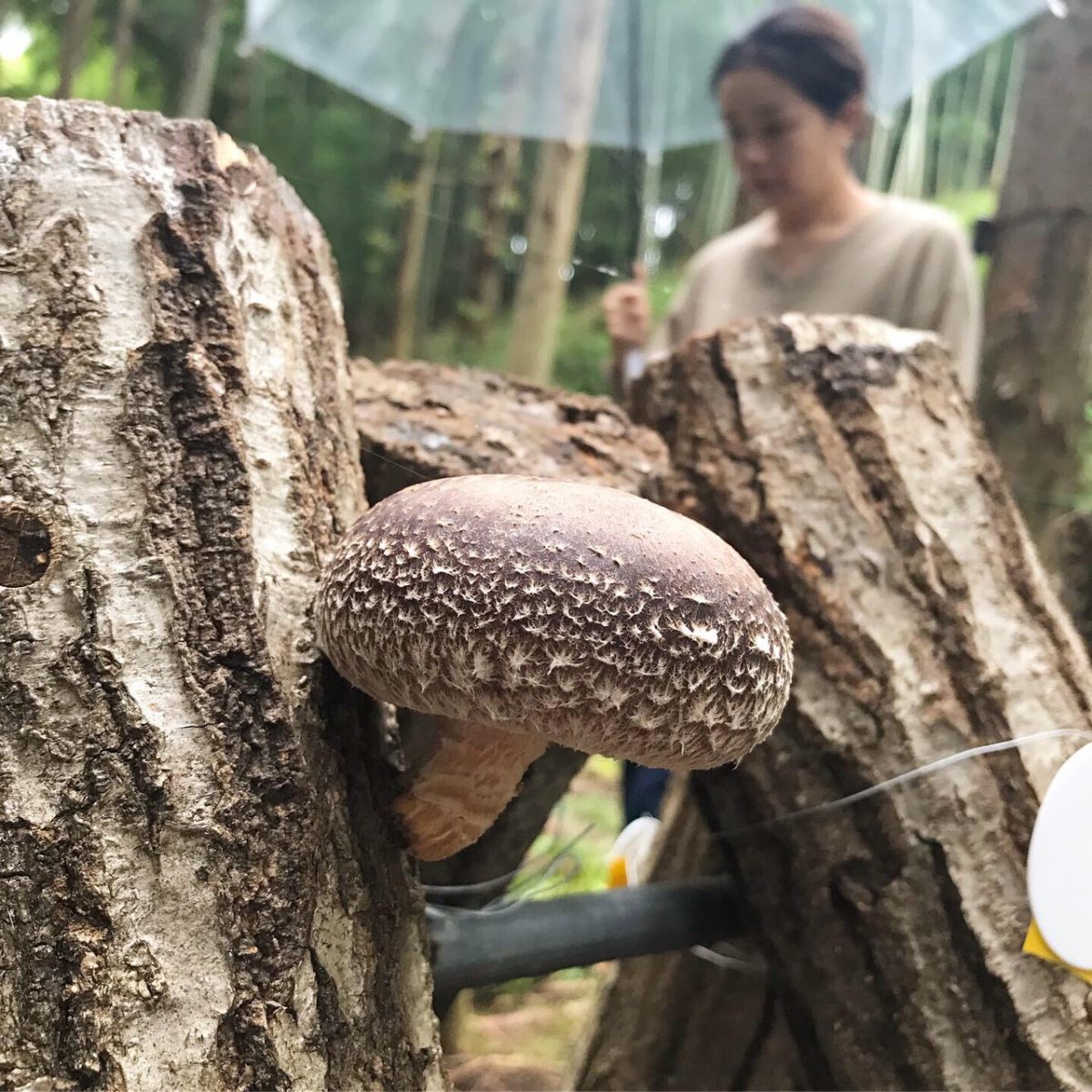 実りの秋です🍄