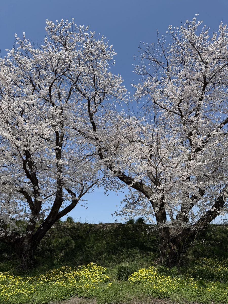 咲きほころぶ桜